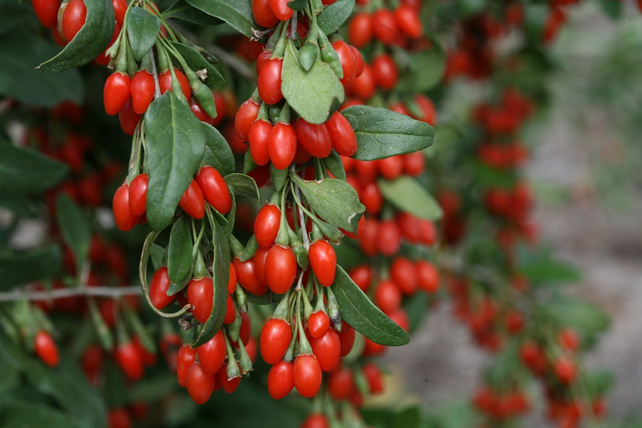 What are the health benefits of goji berries?