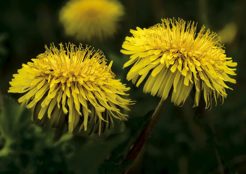 13 Potential Health Benefits of Dandelion